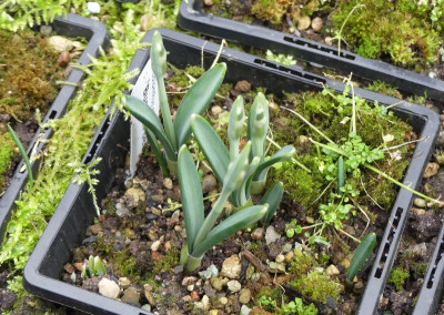 2023-01-29 Galanthus 'Bumblebee'.jpg