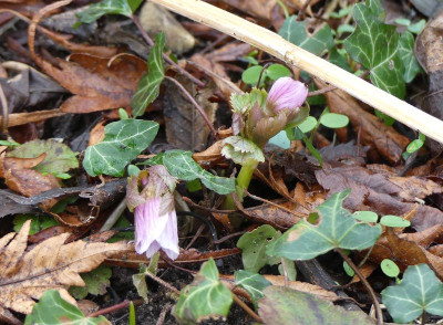 2023-01-29 Helleborus tibethanus.jpg