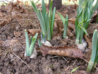 Grauschimmel an SCHARLOCKII klein.jpg