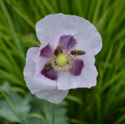 Papaver.17-6.jpg