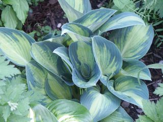 June_0801.jpg