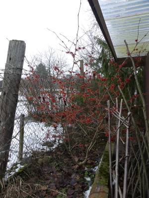 2023-01-29 Hamamelis 'Diane'.jpg
