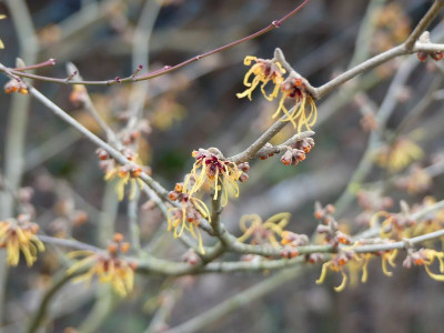 2023-01-29 Hamamelis 'Aurora'.jpg