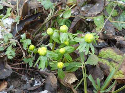 2023-01-29 Eranthis 'Dooze'.jpg
