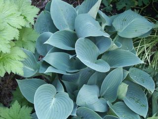 Halcyon_0801.jpg