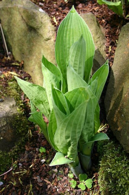 Hosta_Konkubine_1.Ranges.jpg