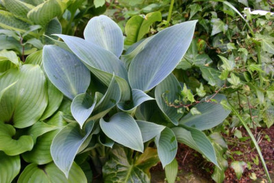 Hosta_Winfield_Blue.jpg