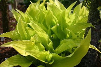 Hosta_Hadspen_Samphire.jpg