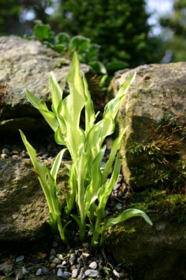 Hosta_Golden_Isle.jpg