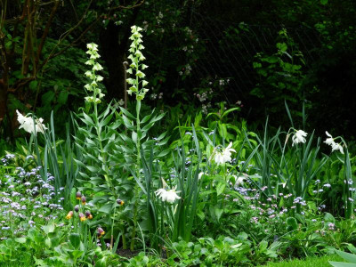 persica 'Ivory Bells' 2021-05-17.JPG