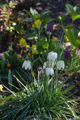 Fritillaria_meleagris.21-1.jpg