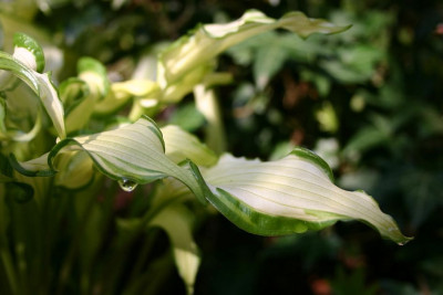 Hosta_Cody.jpg