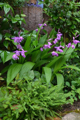 Bletilla_striata.21-6.jpg