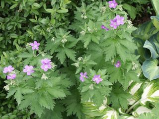 Birch_Lilac_0801.jpg