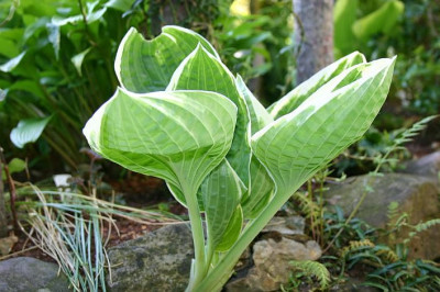 Hosta_Sun_Kissed.jpg