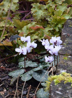 Cyclamen_coum-weiß.22-2.jpg
