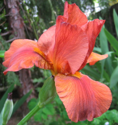 20.05.08_Iris_unbek.braun.jpg
