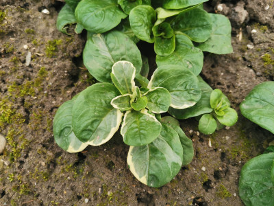 Feldsalat bleaching.jpeg