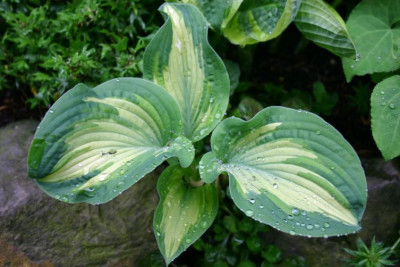 Hosta_Jim_Matthews.jpg