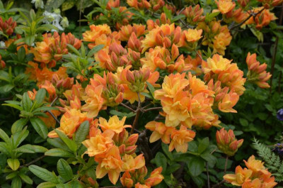 Rhododendron_luteum-Csardas.16-1.jpg