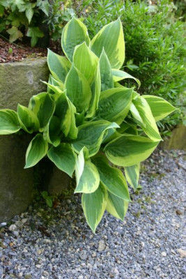 Hosta_Everlasting_Love.jpg
