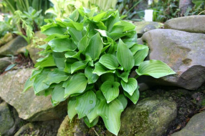 Hosta_Pseudo_Chinese_Sunrise.JPG
