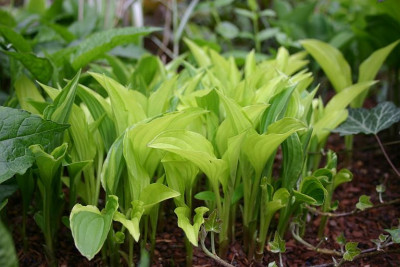 Hosta_Lemon_Delight.jpg