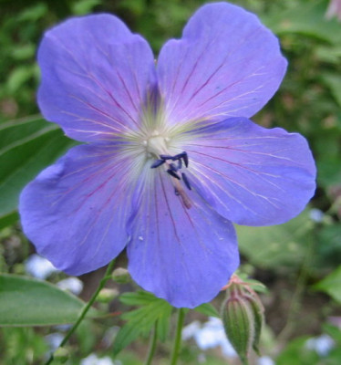 20.05.08_Geranium.jpg