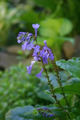 Wulfenia_x_schwarzii_3_1.jpg