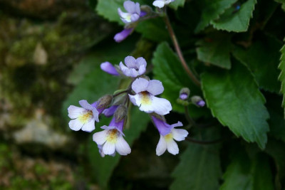 Haberlea_fernand-coburgii_Blute.jpg