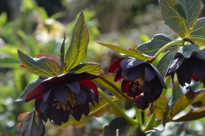 Helleborus-BlackPetticoat.17-4.jpg