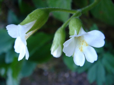 Haberlea_rhodopensis_Virginalis_3.JPG