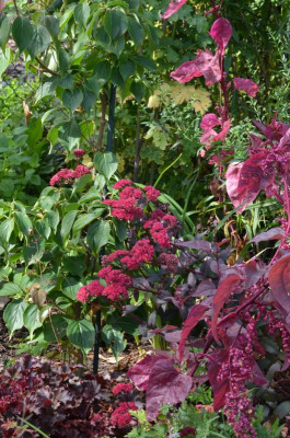 Sedum-Sämling.rot.21-2.jpg