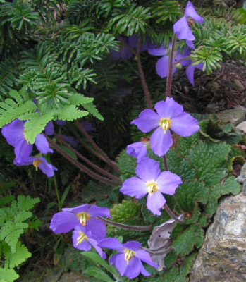 Ramonda_nathaliae_093.jpg