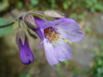 Haberlea_rhodopensis_2.JPG