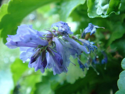 Wulfenia_baldaccii_1.JPG