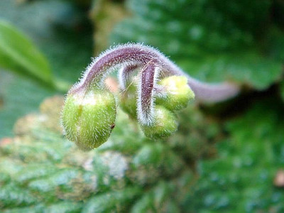 Ramonda_myconi_Rosea.JPG