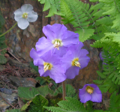 Ramonda_nathaliae_097.jpg