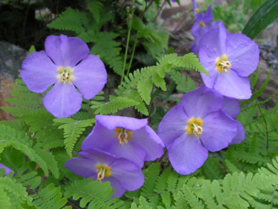 Ramonda_nathaliae_098.jpg