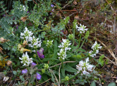 Stachys_ssp-Nana-Alba.20-1.jpg