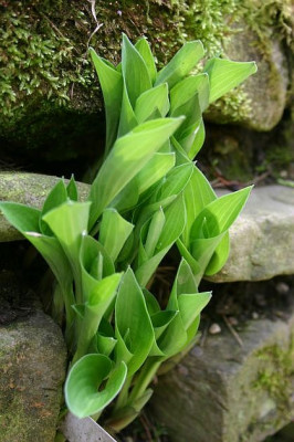 Hosta_Apple_Green.jpg