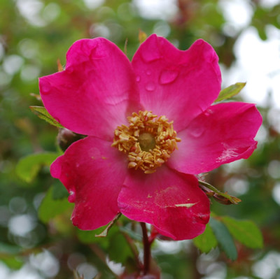 Highdownensis_0010__HG_22992.jpg