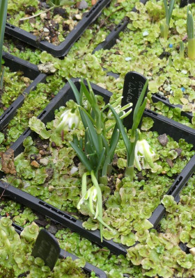 2023-01-29 Galanthus 'Walrus'.jpg
