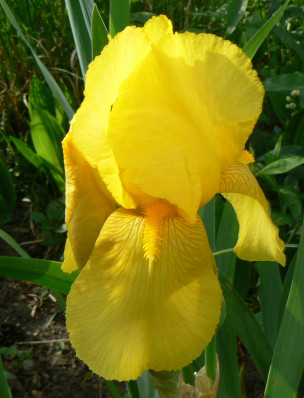 Iris_gelb_08_05_20.jpg