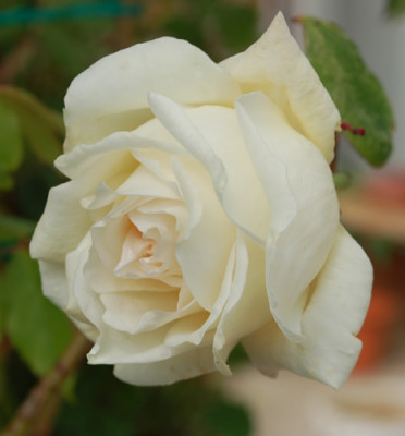 Parks_Yellow_Tea_0010__T2_23033.jpg