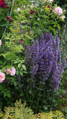 Nepeta-Poseidon.14-2.jpg
