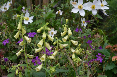 Digitalis_ambigua-Carillon.17-1.jpg
