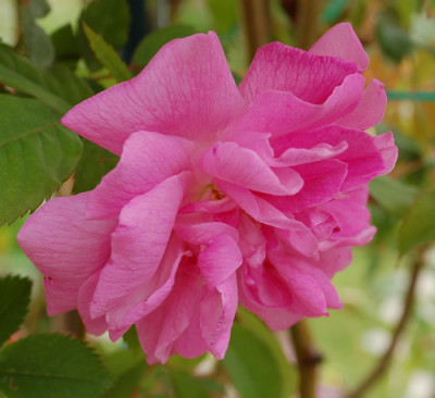 Rosa_pendulina_plena_0010__23040.jpg