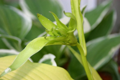 Hosta_Chiquita_Blute.jpg