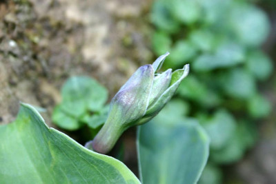 Hosta_Snowy_Lake_Blute.jpg